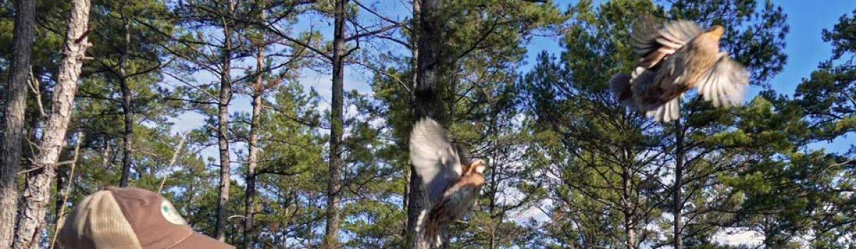 New program brings science and past success to help restore bobwhite quail in Texas Pineywoods 