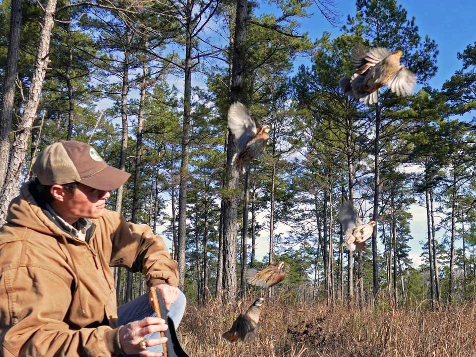 New program brings science and past success to help restore bobwhite quail in Texas Pineywoods
