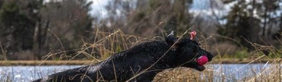 Final Preseason Training Tips from the Pros