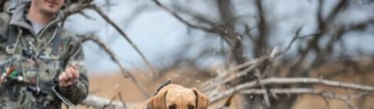 Mid-Season Training Corrections for Retrievers