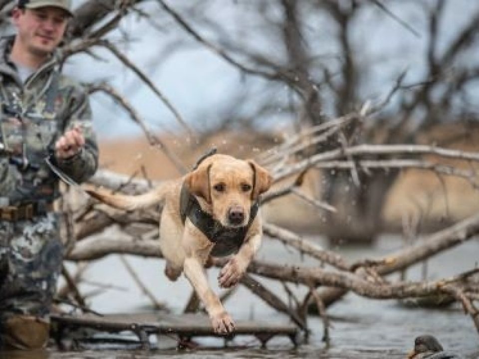 Mid-Season Training Corrections for Retrievers