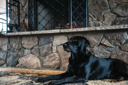 Tips for Feeding Your Sporting Dog in the Off Season 1 4146e53ad3135f7b51a909904808e7b3