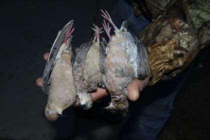 A handful of doves 2