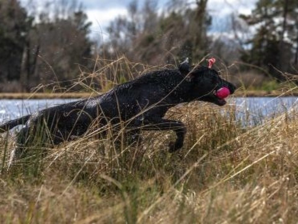 Key Nutrients That Support Healthy Muscles in Sporting Dogs