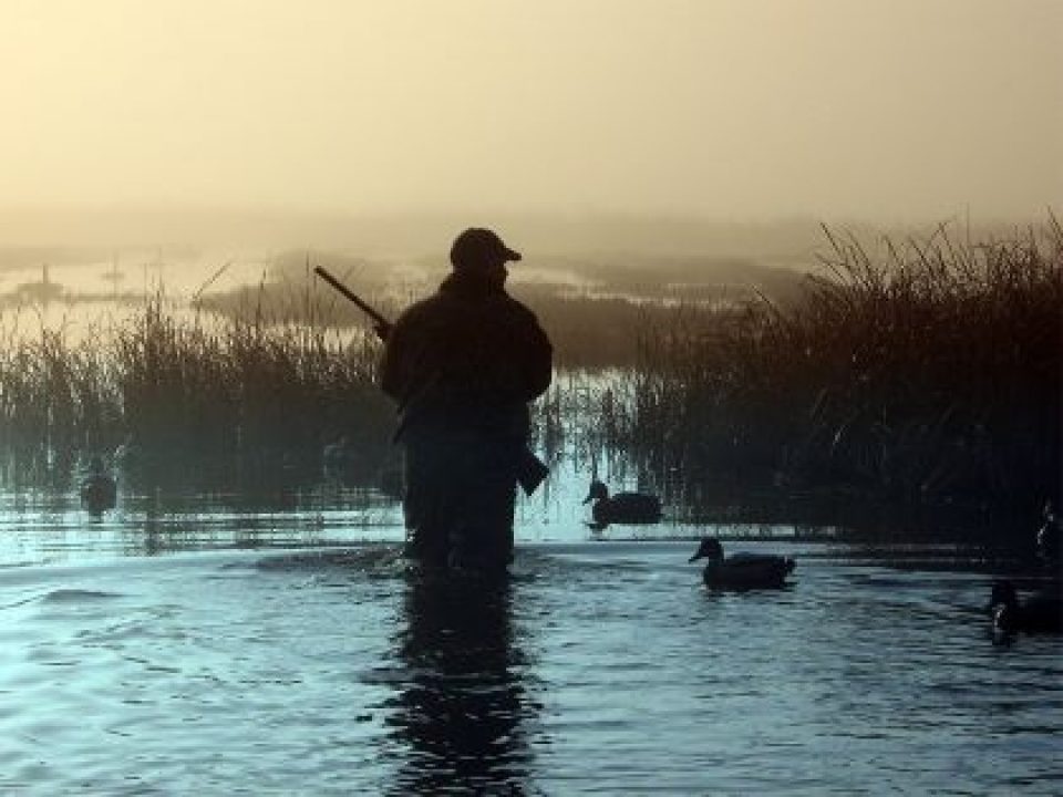 American Wingshooting on the Upswing