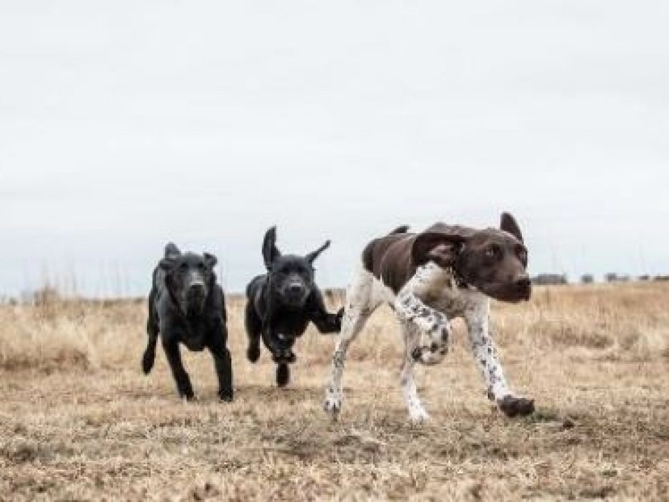 How Much to Feed a Sporting Breed Puppy
