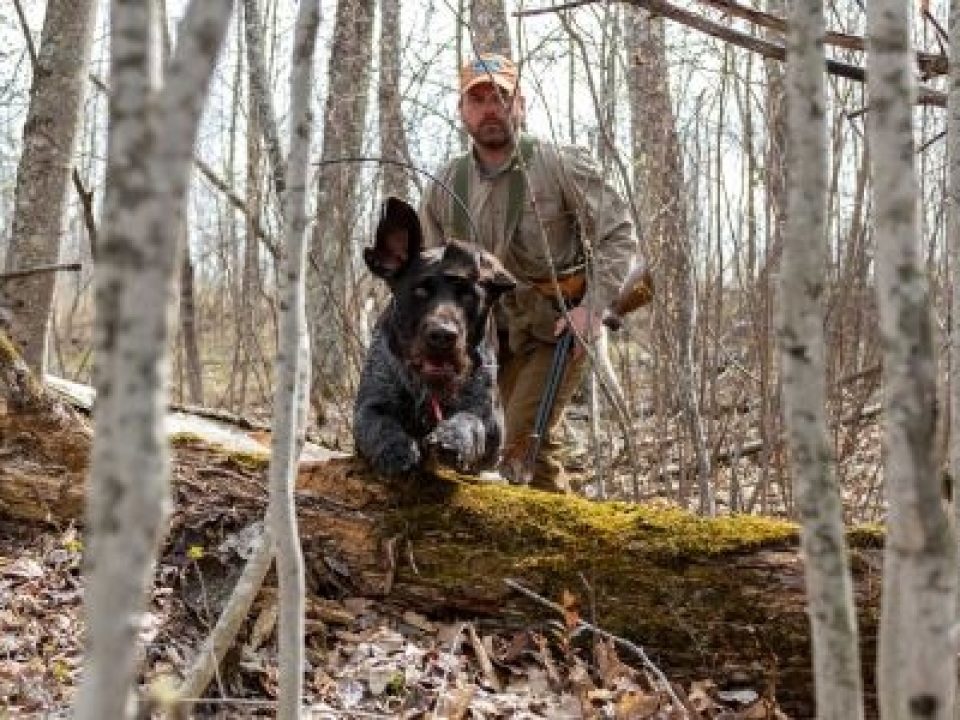 Overcoming In-Season Obstacles with Your Bird Dog