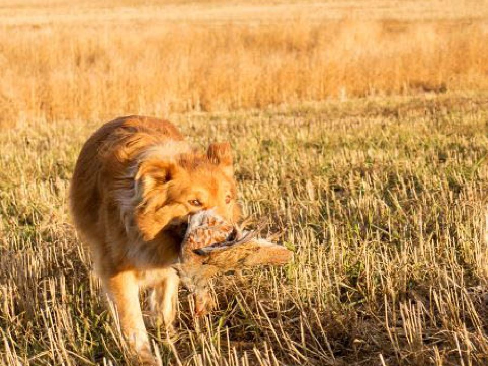 In Pursuit of North Dakota’s Upland Smorgasbord