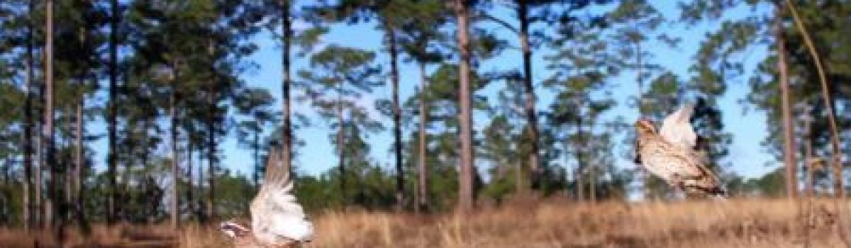When it Comes to Hunting, Are You Smarter Than Wild Bobwhite Quail? Maybe Not.