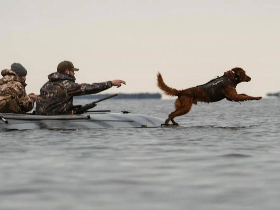 Key Traits for Your Ideal Bird Dog