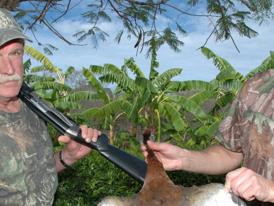 Moving into the U.S., Whistling Ducks Create More Hunting Opportunities