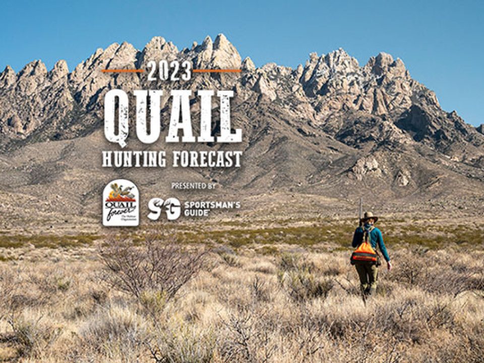 Conditions are good: Make this your best quail season yet