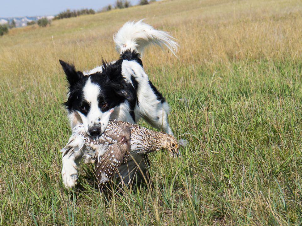 Cowboy Bird Dogs: One Man’s Alternative