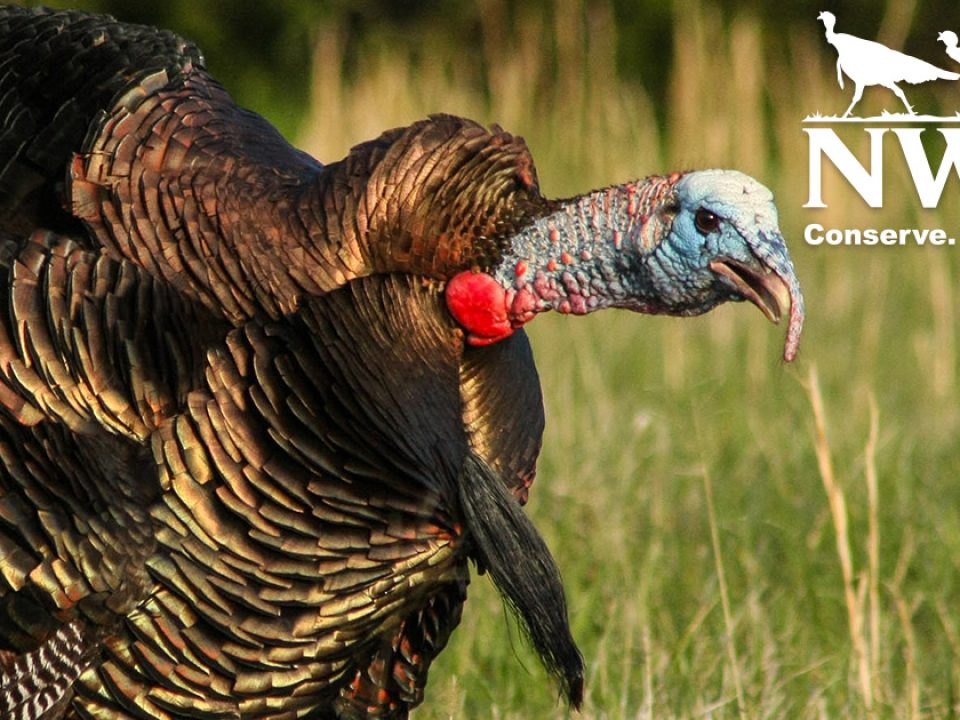 NWTF, UGA Establish First-Ever Endowed Wild Turkey Professorship