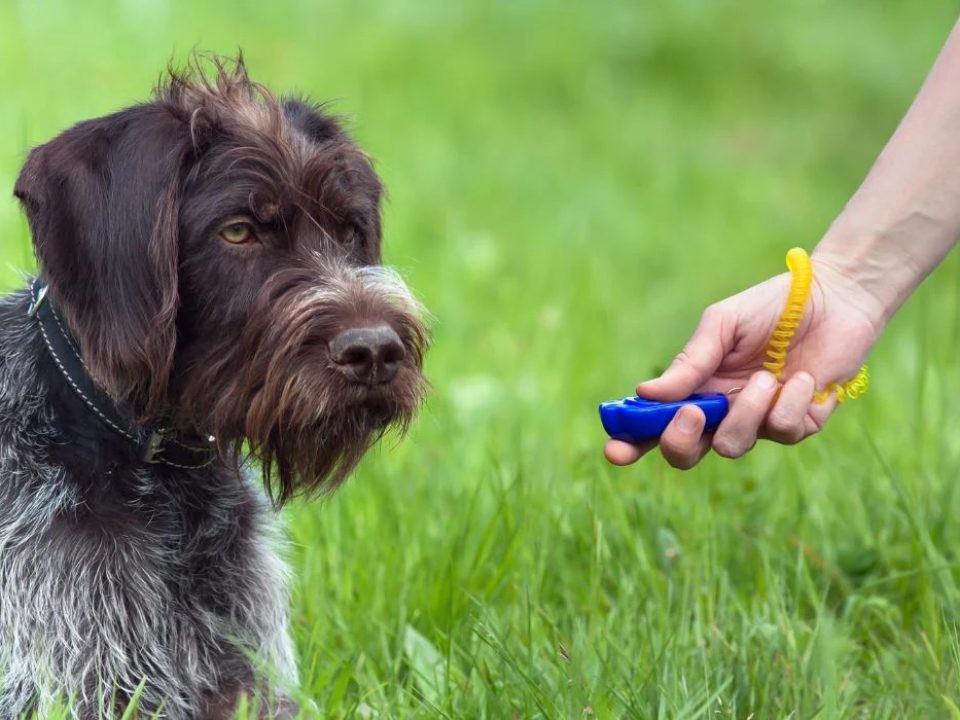 Kickstarting Clicker Training: A Simple Guide for Bird Dogs