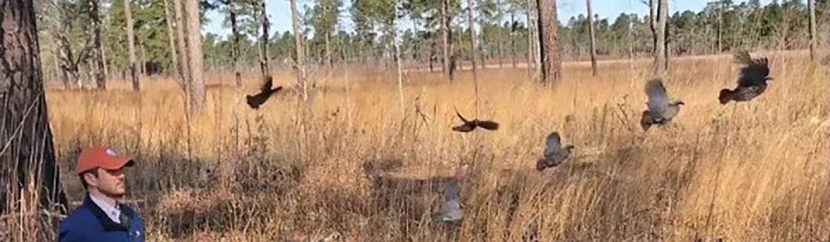 Harmony in the Habitat: Quail Forever, Tall Timbers and Federal Agencies Join Forces for Quail Conservation
