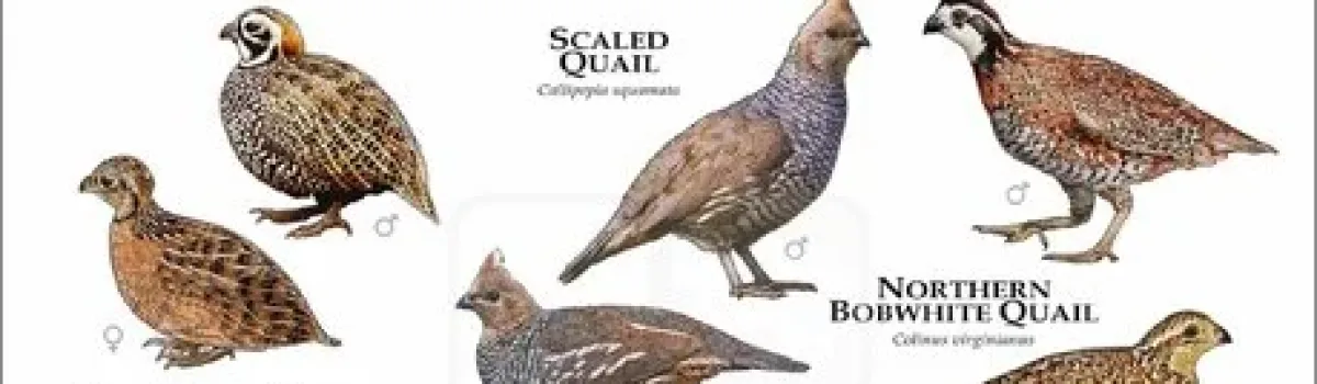 Habitat Differences in Quail Species