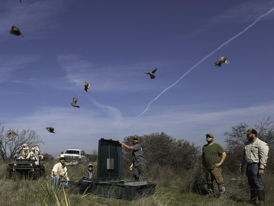 The Quail Coalition is a Hunter’s Behind-the-Scenes Rainmaker