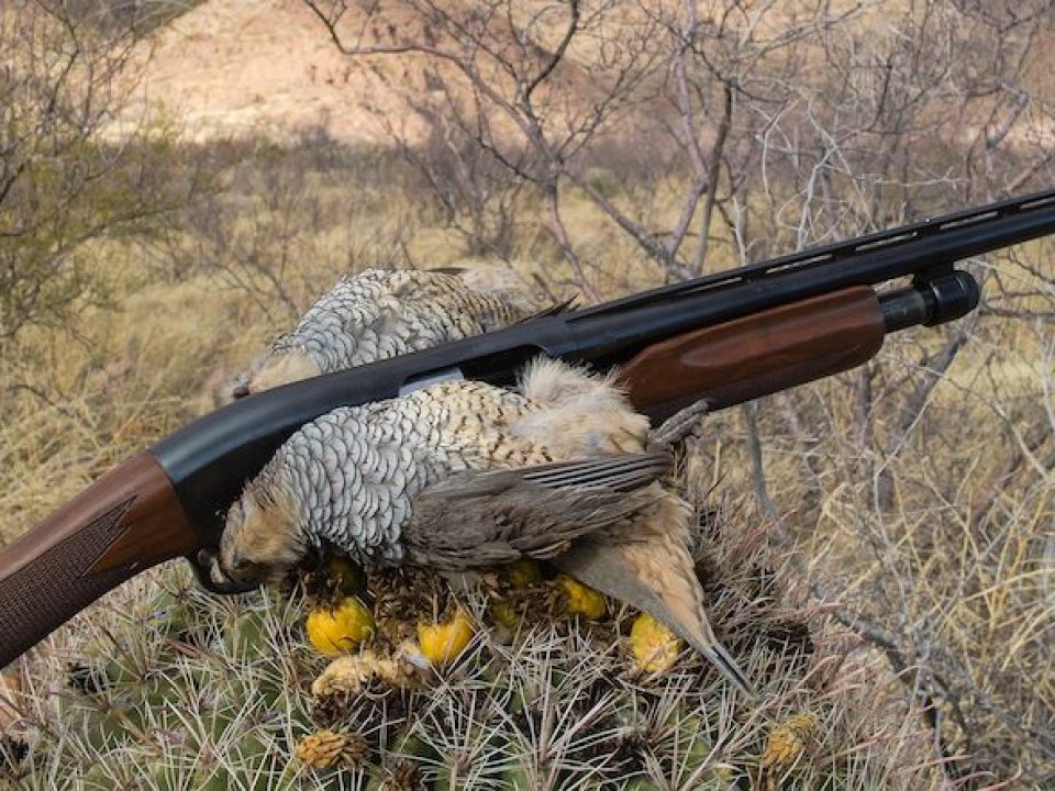 Scalies Over a Barrel (Cactus)