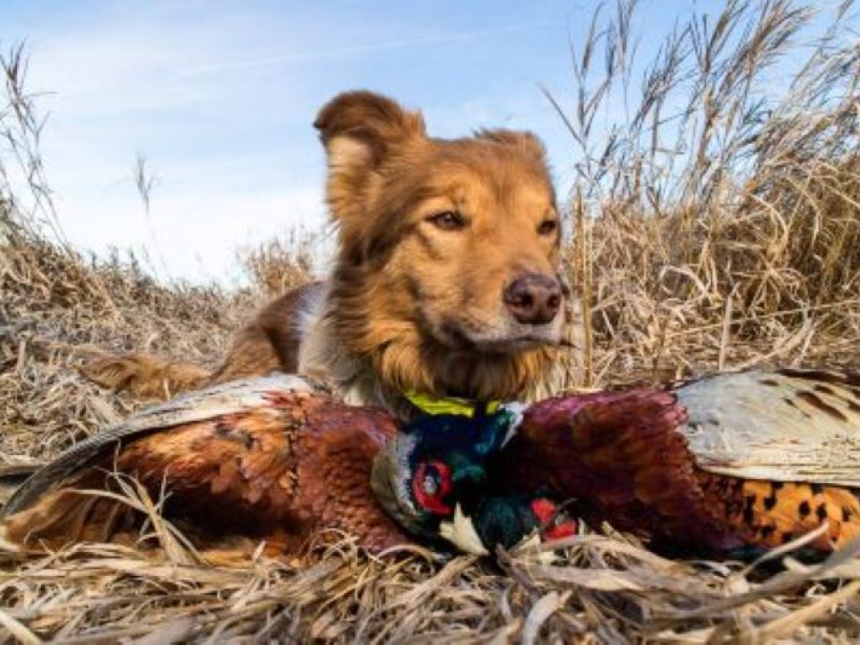 How One Man in the Field Figured Out How to Block for His Dogs