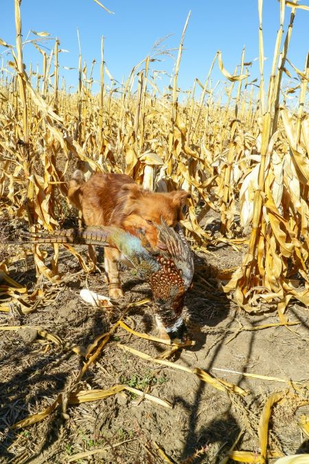 How One Man in the Field Figured Out How to Block for His Dogs