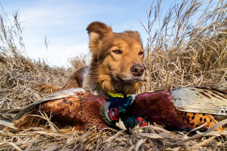 How One Man in the Field Figured Out How to Block for His Dogs