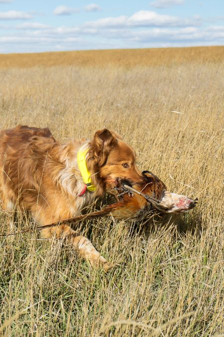 How One Man in the Field Figured Out How to Block for His Dogs