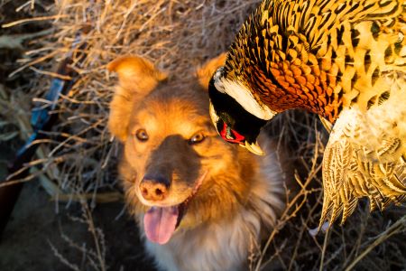 How One Man in the Field Figured Out How to Block for His Dogs