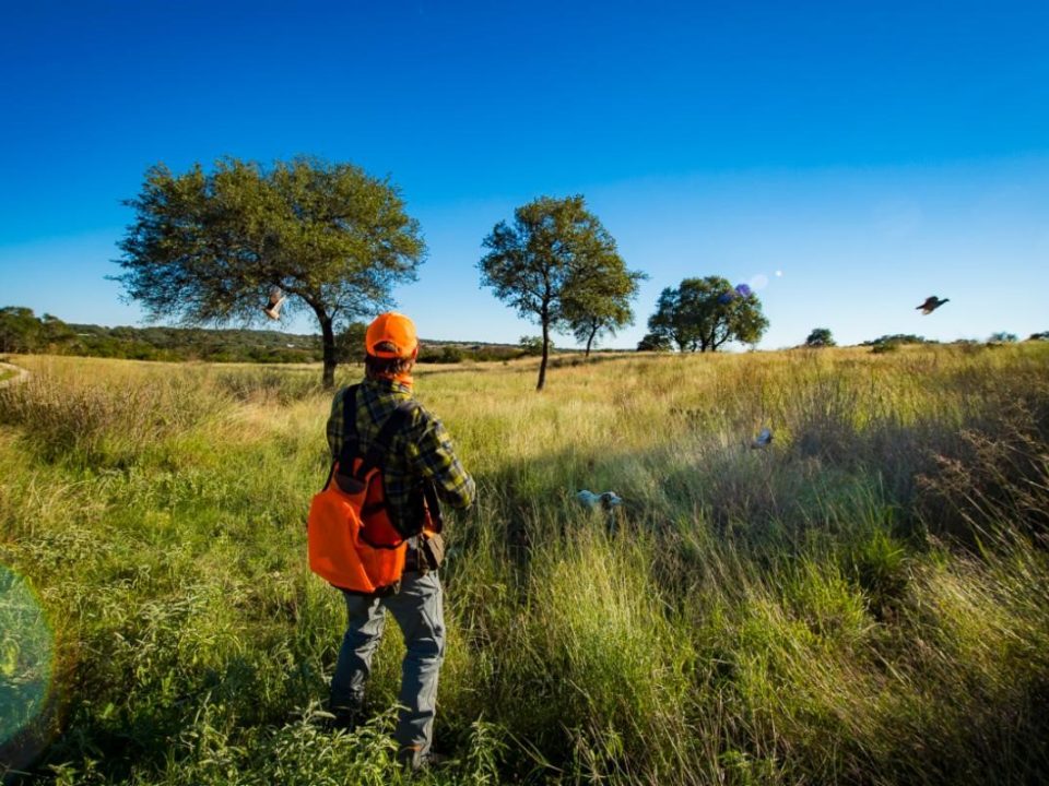 Upland Hunting in Texas Hill Country at Joshua Creek Ranch