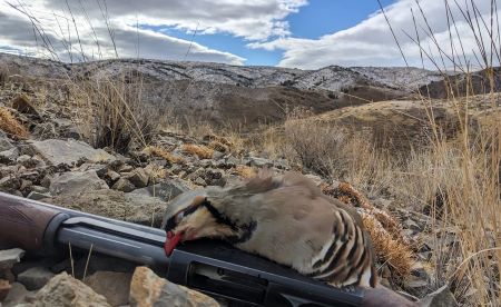 Chukar Hunting Without a Dog 3 Ithaca Model 37 English Ultralight Deluxe 20 gauge with a Nevada Chukar.