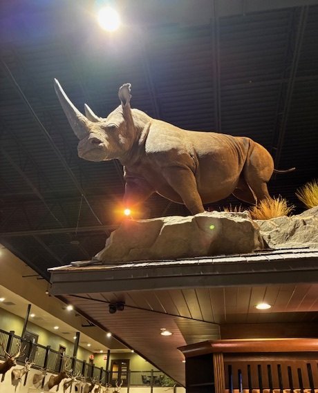 The rhinoceros atop the pavilion of shotguns and rifles at Mallards Shooting Supply & Apparel.