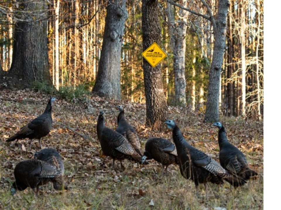 LandTrust and Turkeys For Tomorrow Announce Partnership to Support Wild Turkey Recovery on Private Lands