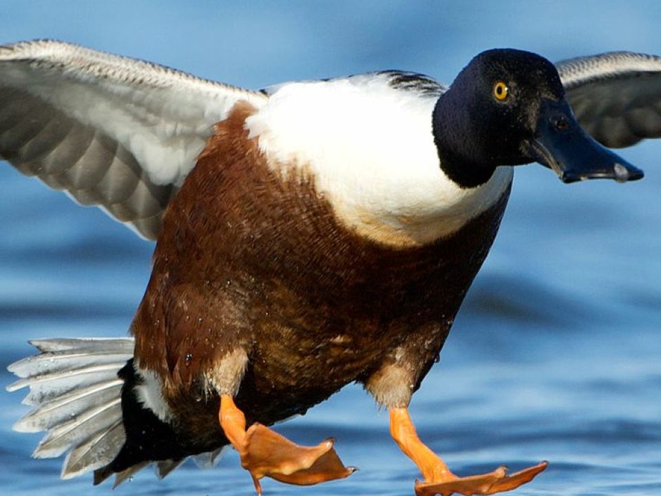 Delta Waterfowl Begins Predator Management Work to Increase 2026 Duck Production