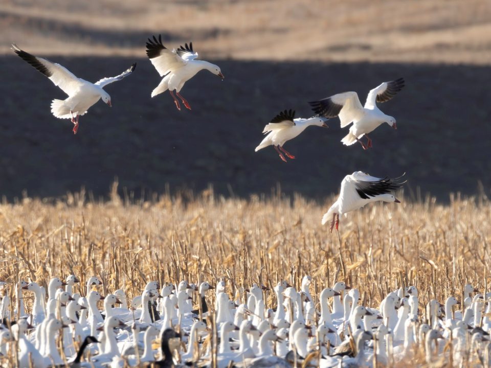 Light Goose Conservation Order