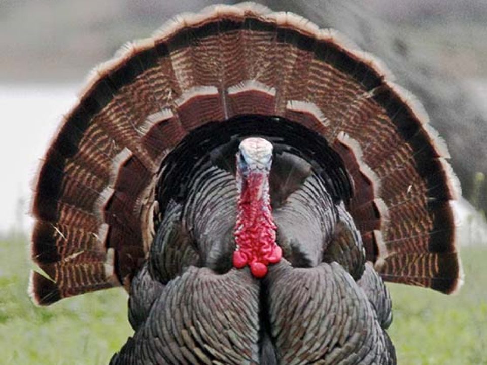 Turkey Hunting Safety Tips from Vermont Fish and Wildlife Department